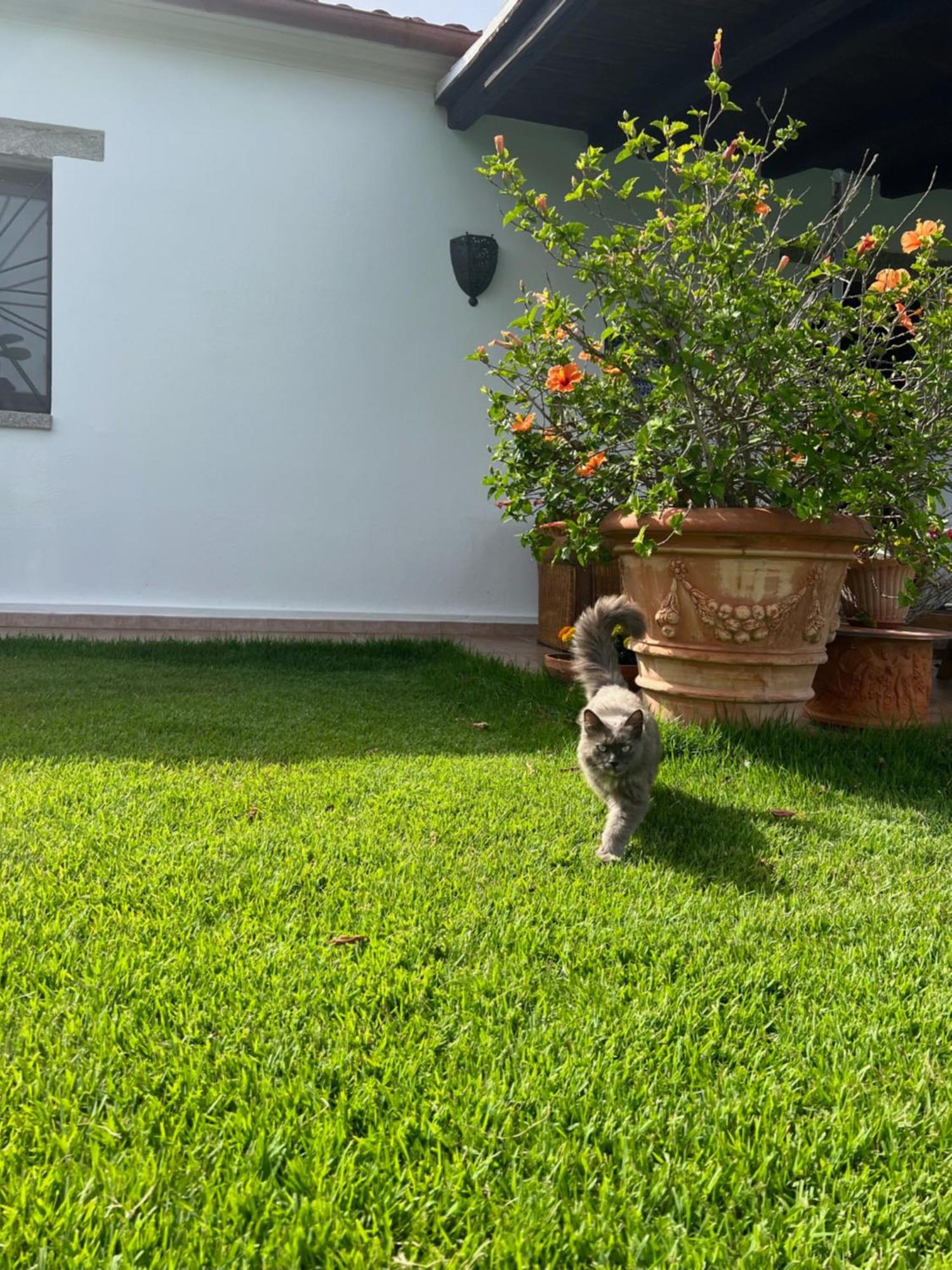 Villa Peditoltu Olbia Ngoại thất bức ảnh